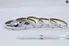RGB COB STRIP LIGHT ECONOMY